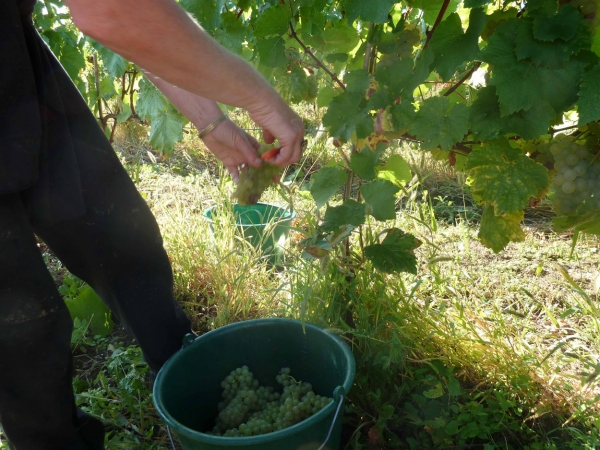 Vendanges : les vignerons recherchent encore de la main d’œuvre