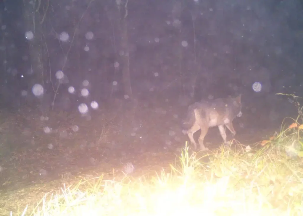 Un loup a tué trois brebis en Haute-Marne  