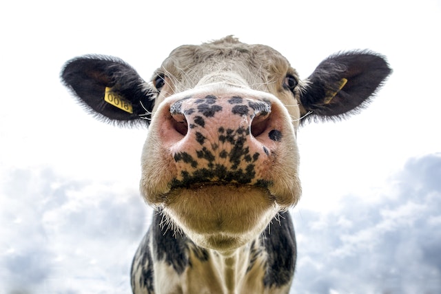 Le Salon International de l’Agriculture à Paris, c’est demain !