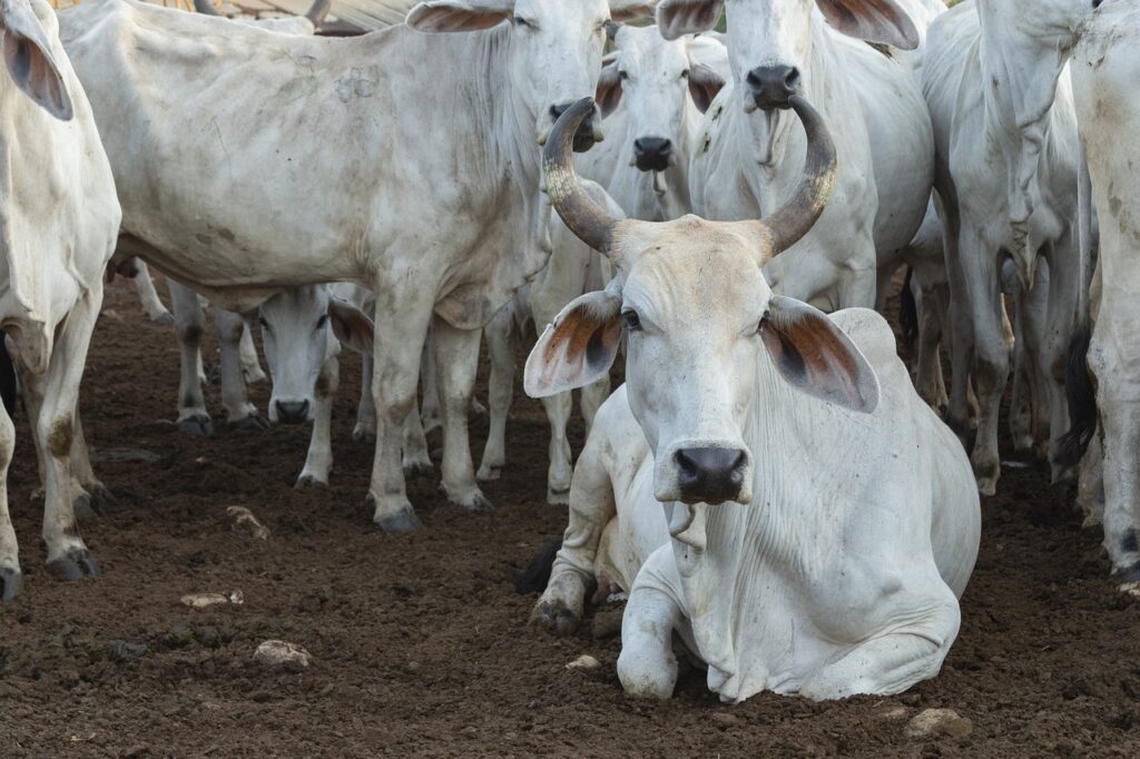 Haute-Marne : Un producteur de lait accusé de maltraitance, la préfecture réagit et dément