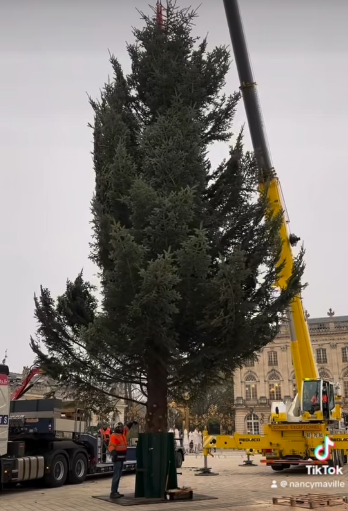 Le sapin de Noël de la place Stanislas est vosgien !